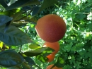 arance siciliane
